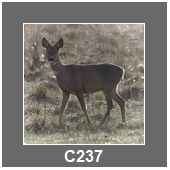 C237