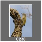C238