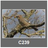 C239