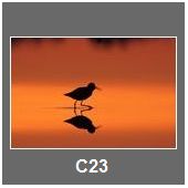 C23