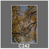 C242