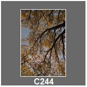 C244