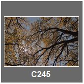 C245