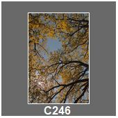 C246
