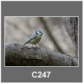 C247