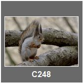 C248