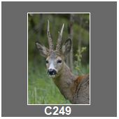 C249