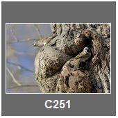 C251