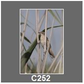 C252