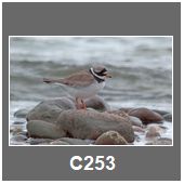 C253