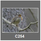 C254