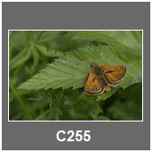 C255