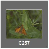 C257