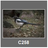 C258