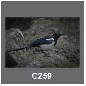 C259