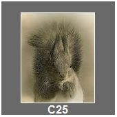 C25
