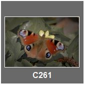 C261