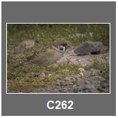 C262