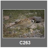 C263