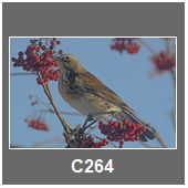 C264