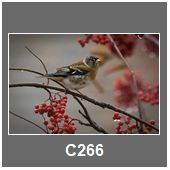 C266