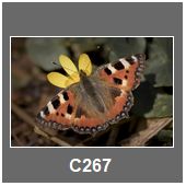 C267