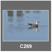 C269