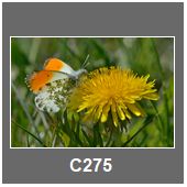C275