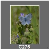 C276