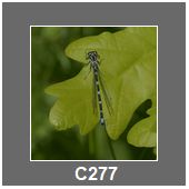 C277
