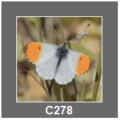 C278
