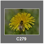 C279