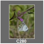C280