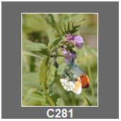 C281