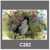 C282