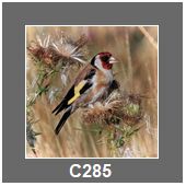 C285