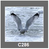 C286