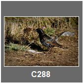 C288