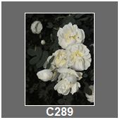 C289