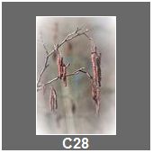 C28
