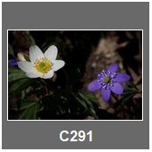 C291
