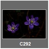 C292