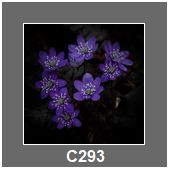 C293