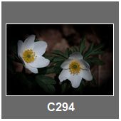 C294