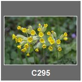C295