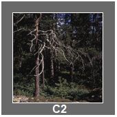 C2