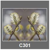 C301