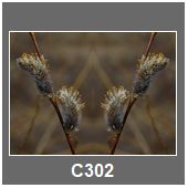 C302