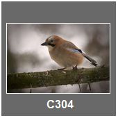 C304