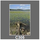 C305